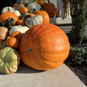 Giant Pumpkin