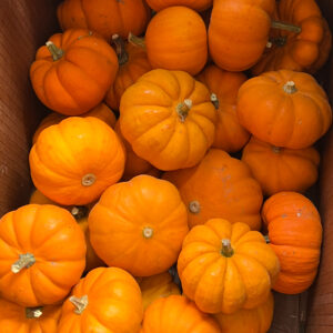Mini pumpkins - Orange