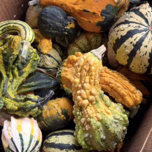 Small Gourds