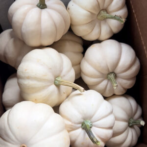 Mini pumpkins - White